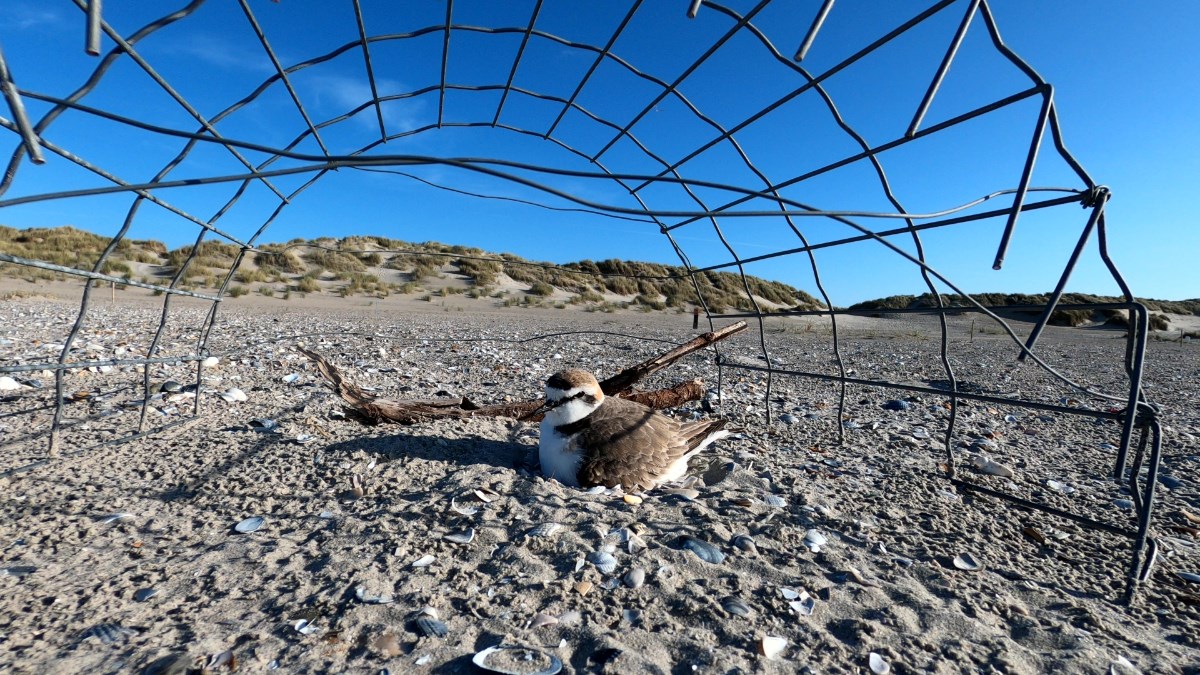 Strandplevier onder nestbeschermer (foto: Johan Krol)